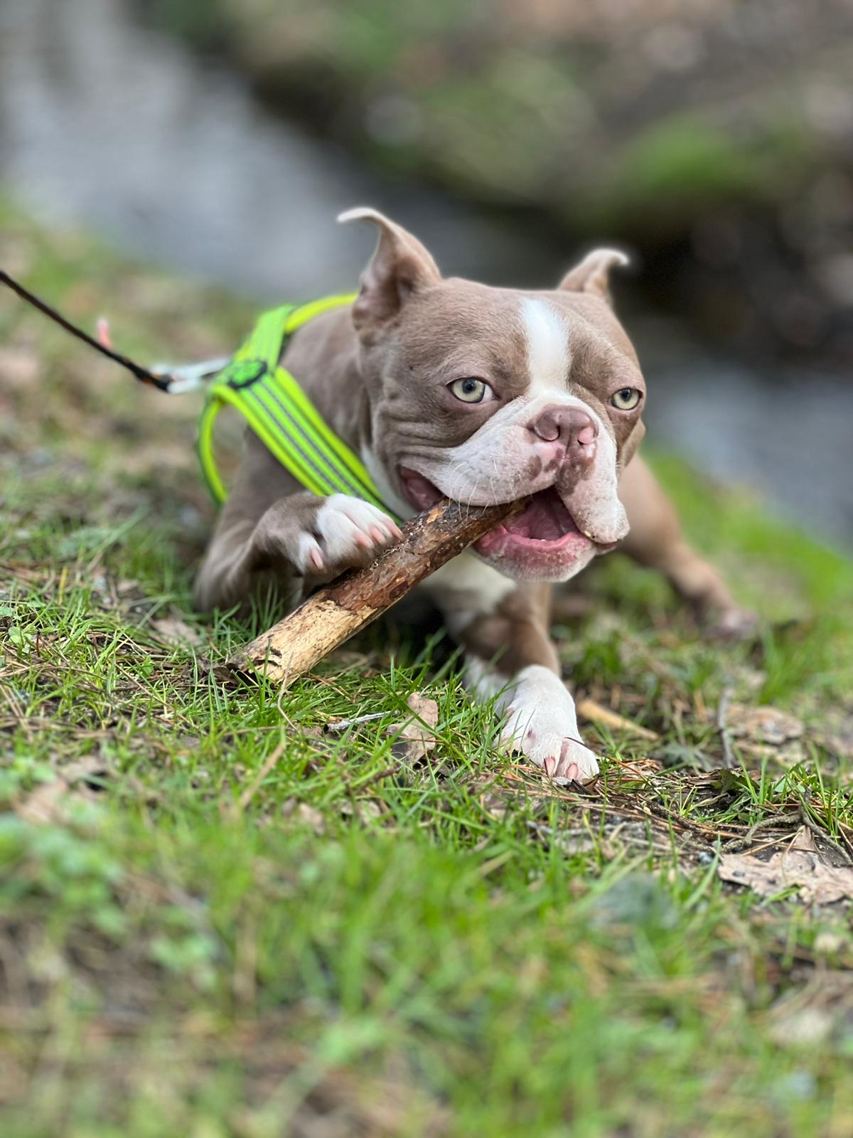 Boris of Bajer-Beneš, Znojmo, ČR. I Boris of Bajer-Beneš, Znojmo, Czechia.  An adult Boston Terrier can have such a beautifully coloured coat and eyes. Light colours do not mean greater susceptibility to disease and genetic defects! Colored Boston Terriers of Bajer-Beneš