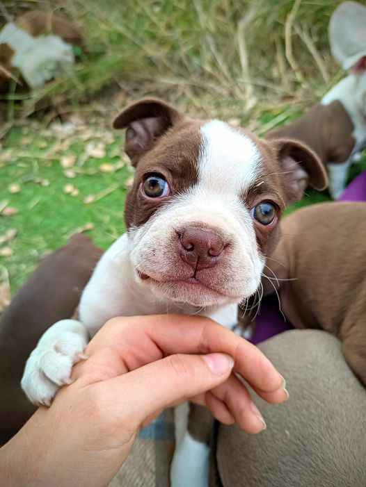 Our puppies have constant access to the outdoors. This allows them to explore, encourages their natural curiosity and exposes them to many sensations. And they also learn to potty outside from an early age, just as is natural for dogs in nature. Colored Boston Terriers of Bajer-Beneš