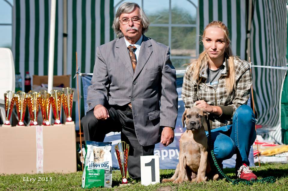 Saskia and her winning Cane Corso puppy at dog show. CCs and BTs remain her favourite dog breeds. Colored Boston Terriers of Bajer-Beneš