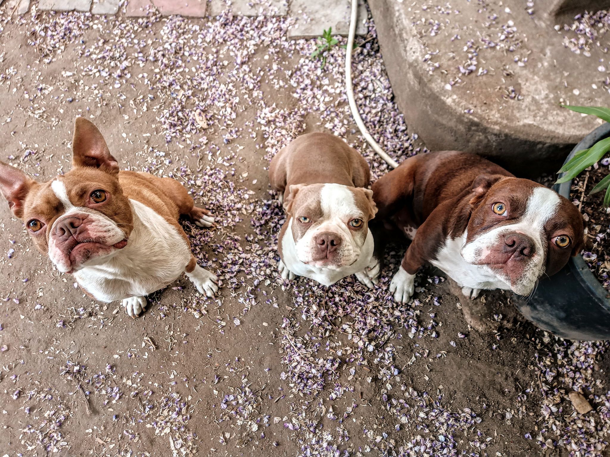 Keshu, Soma and Burák. Our dogs grow up and live with us, they spend their time together. Although we teach the dogs alone, we do not keep the dogs in cages, unlike many breeders do. Colored Boston Terriers of Bajer-Beneš