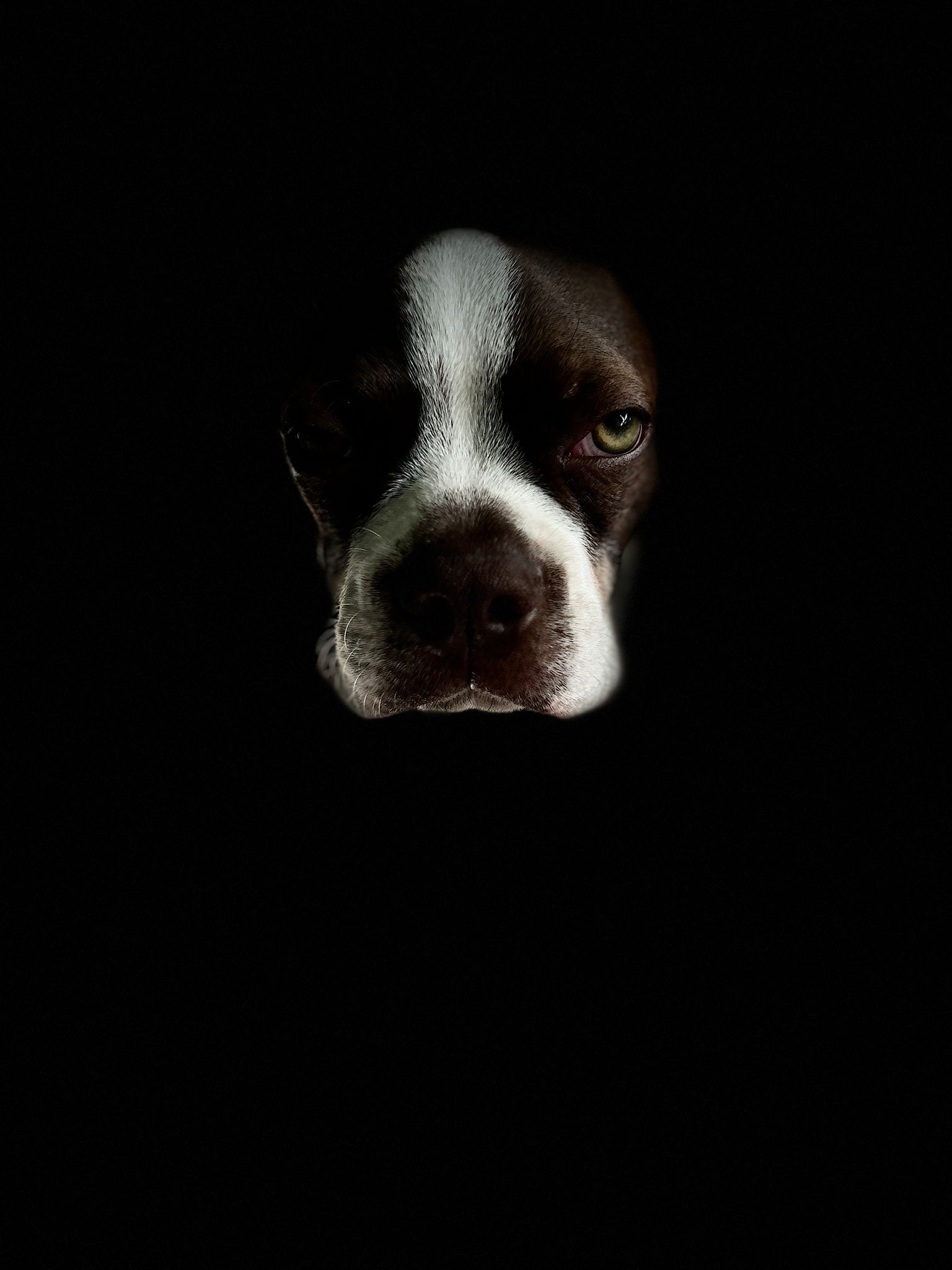 Portrait in black. Durman Sushi of Bajer-Beneš, Kladno, Czechia. Colored Boston Terriers of Bajer-Beneš