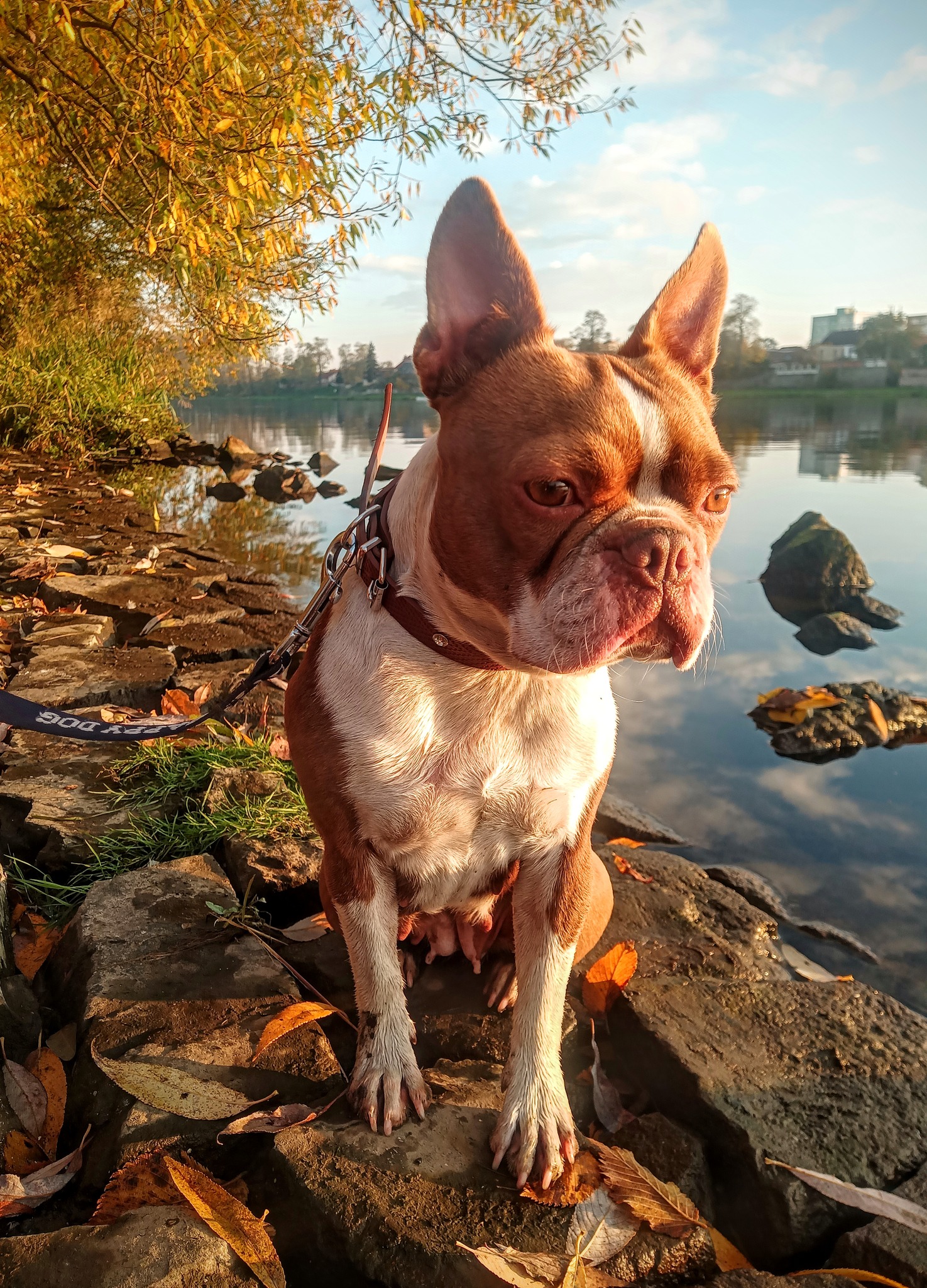 Red boston terrier Colored Boston Terriers of Bajer-Beneš