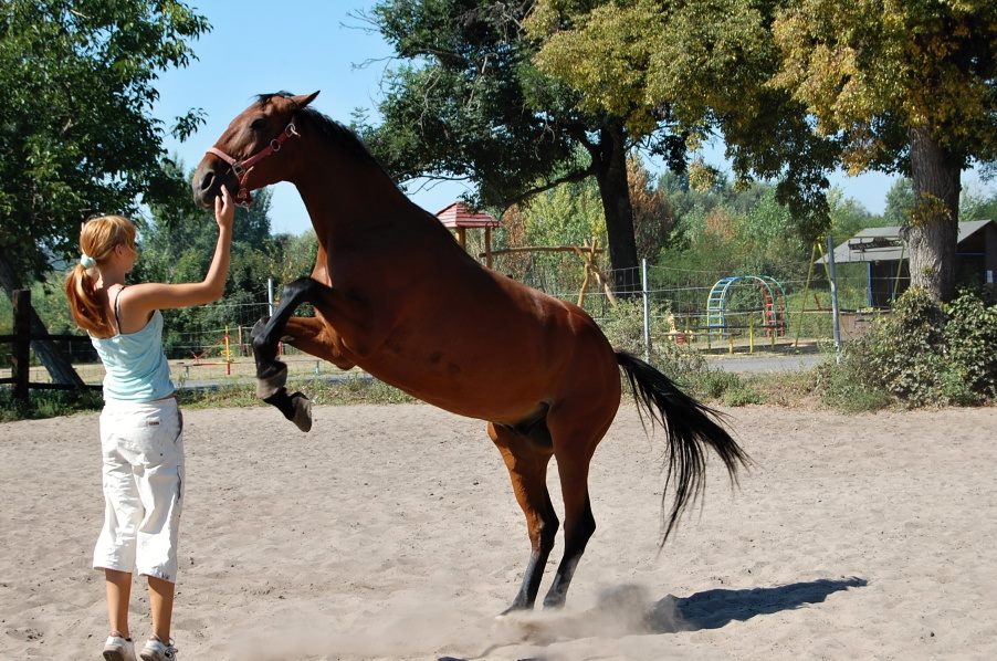 Saskia gained a lot of experience while growing up, including being a horse trainer. Horse trainer boston terrier breeder