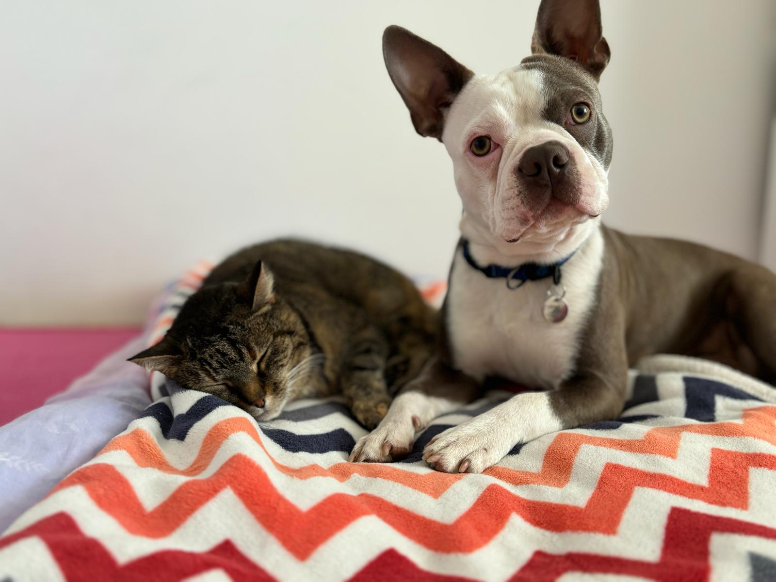 A well-behaved Boston will get along well with a cat and other animals. Cypress Hill of Bajer-Beneš, Česká Lípa, Czechia. Colored Boston Terriers of Bajer-Beneš