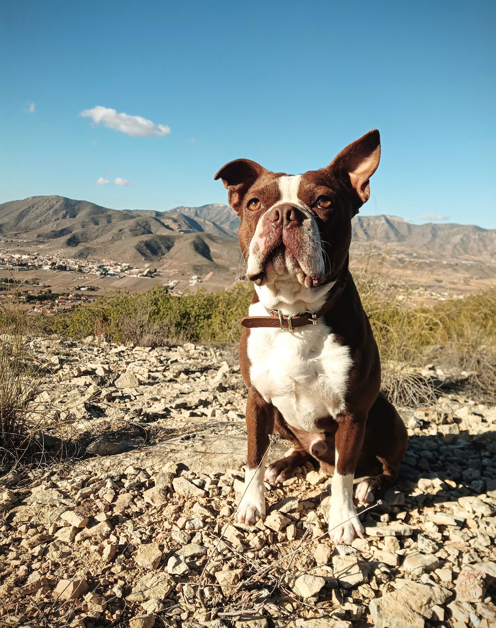 Chocolate boston terrier Colored Boston Terriers of Bajer-Beneš