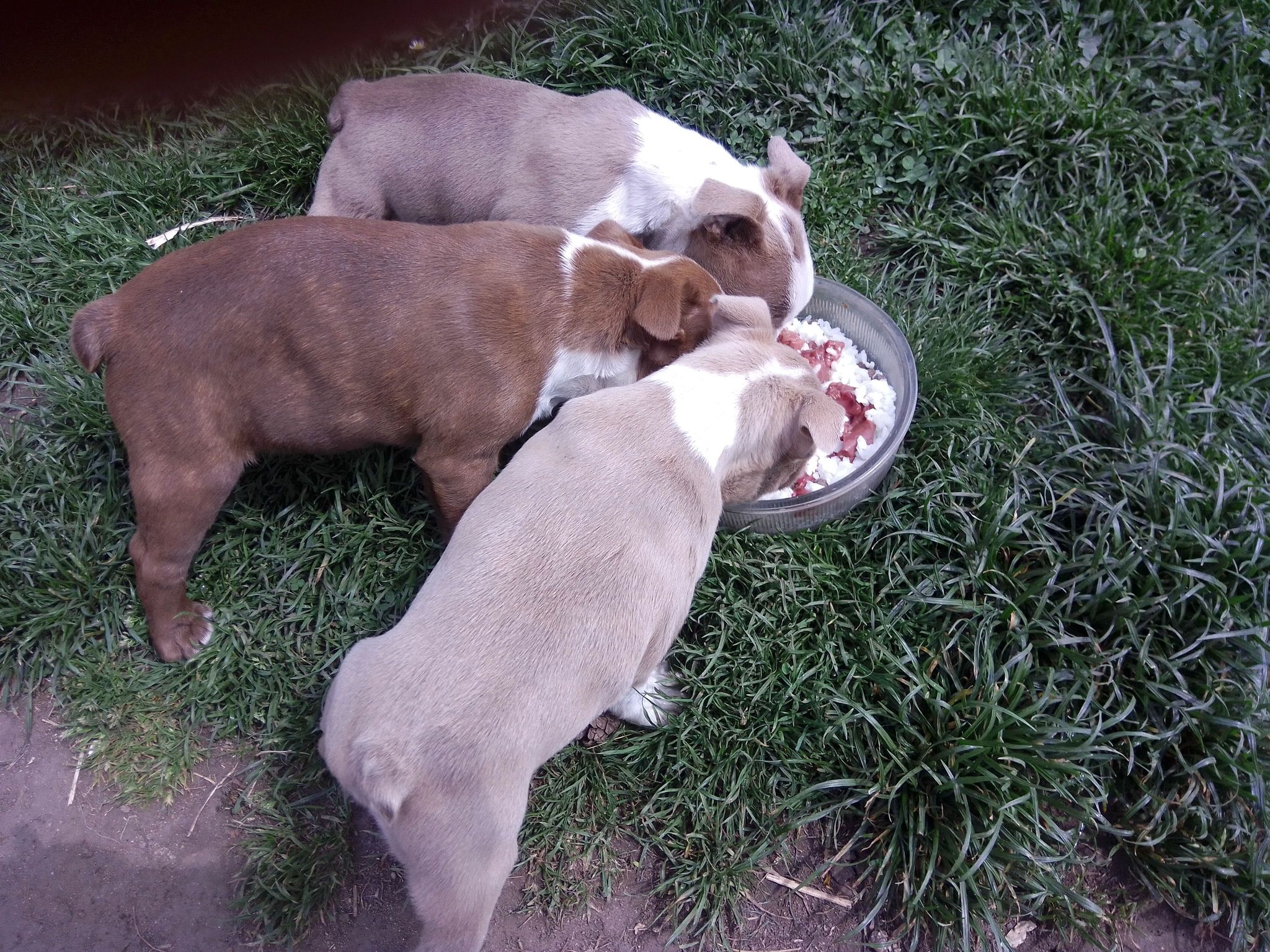 From the first feedings we provide the puppies with the most natural diet, which is based on raw meat. Colored Boston Terriers of Bajer-Beneš