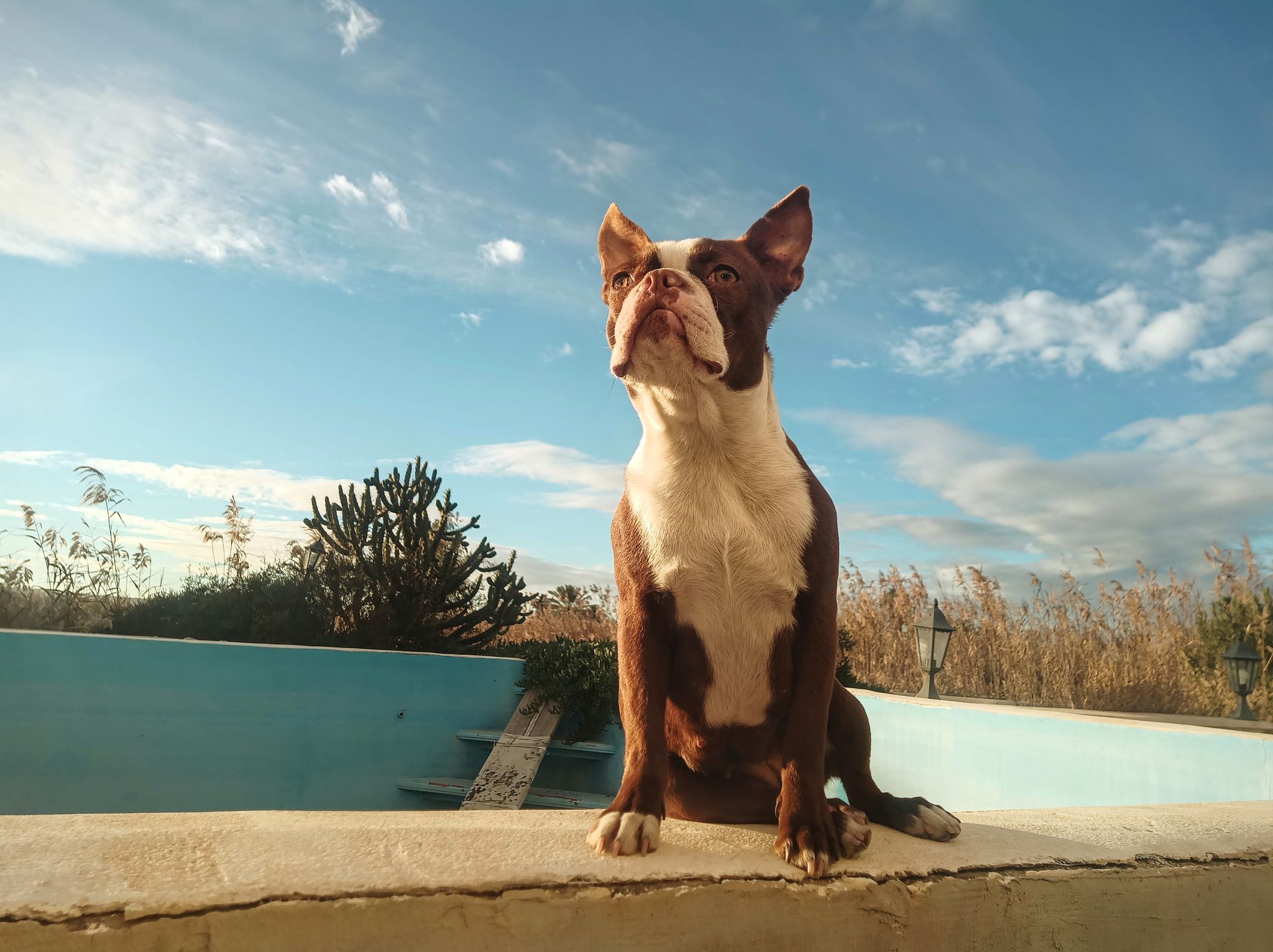 chocolate brown boston terrier Colored Boston Terriers of Bajer-Beneš