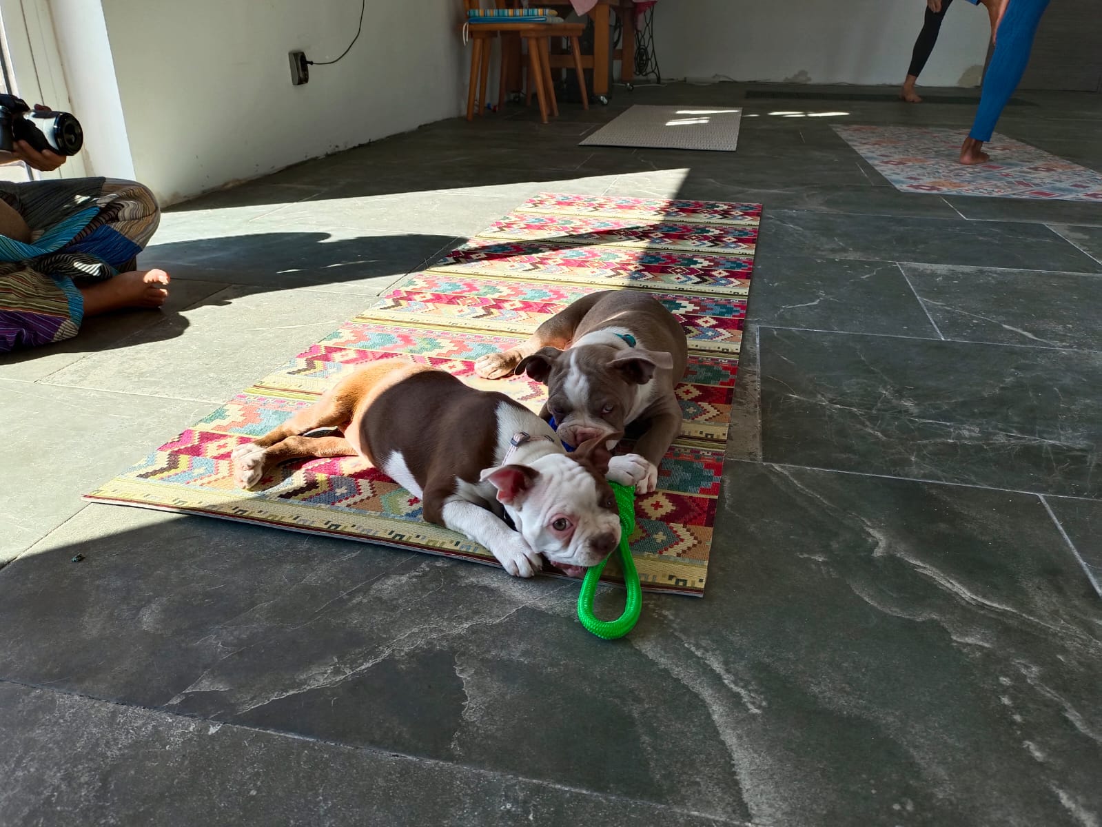 In addition, the puppies also spend a lot of time in the safety of their home, where they receive group and individual attention. Occasionally we also hold puppy yoga classes for enrichment. Colored Boston Terriers of Bajer-Beneš