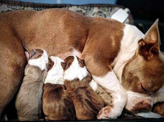 We give the mother the best care during and after pregnancy. The same goes for the puppies. Colored Boston Terriers of Bajer-Beneš