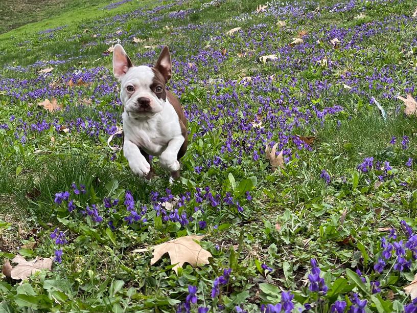 Dailla of Bajer-Beneš, beautiful lively family girl, Prague, Czechia Colored Boston Terriers of Bajer-Beneš