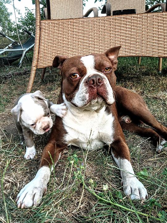 Puppies are socialized and raised by our pack headed by their parents. Thanks to Artur, the puppies get to know big dogs too. Colored Boston Terriers of Bajer-Beneš