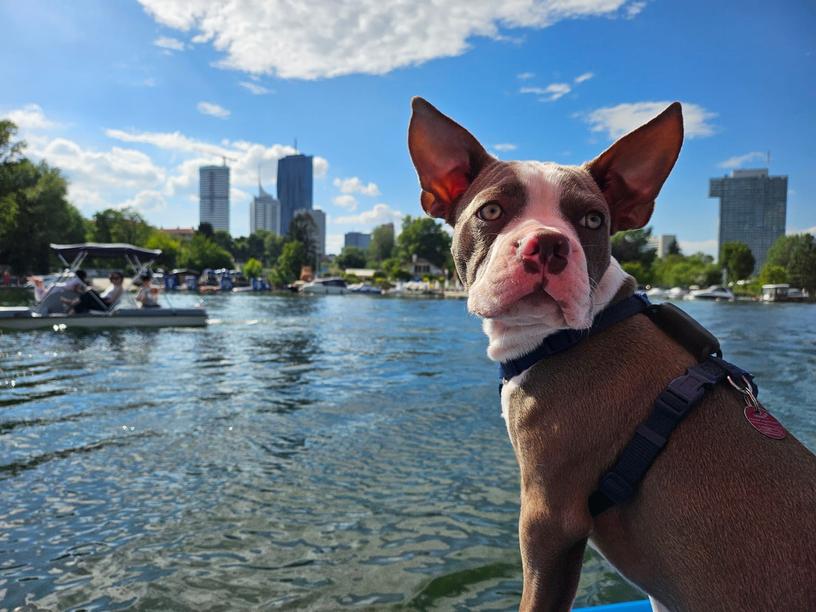 Dexter of Bajer-Beneš, lilac Boston Terrier, Vienna, Austria Colored Boston Terriers of Bajer-Beneš