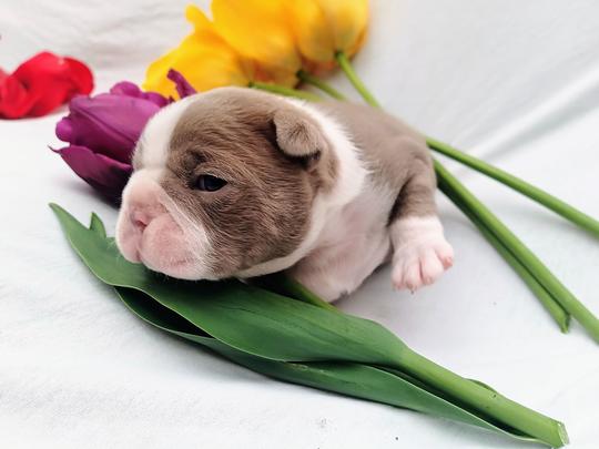 Puppies are sensitively socialized since the earliest age, before they even open their eyes. Colored Boston Terriers of Bajer-Beneš